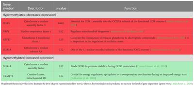 Prenatal transportation stress does not impact resting skeletal muscle mitochondrial function or antioxidant activity in Brahman calves